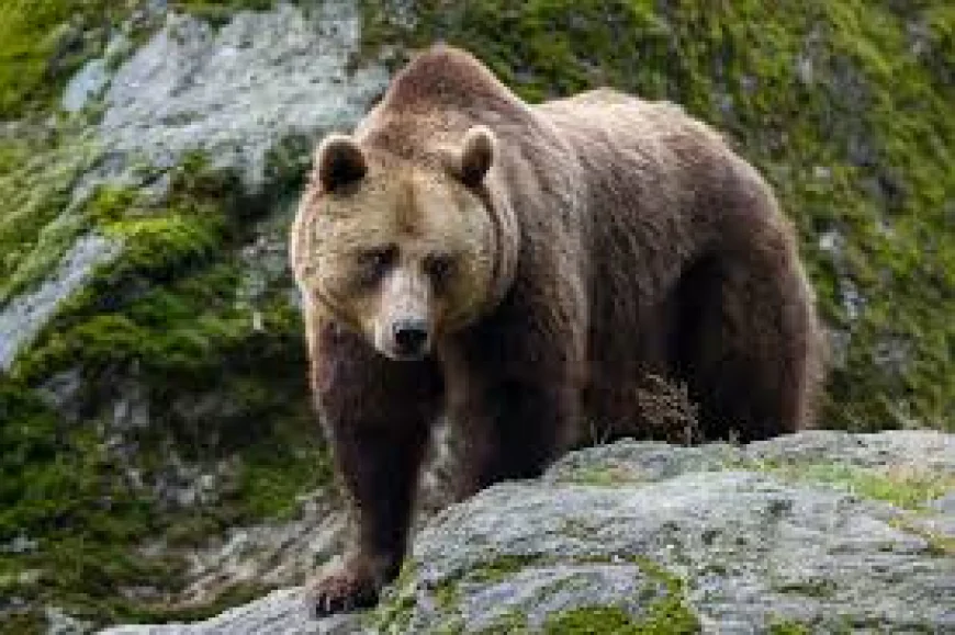 Greenpeace Files Complaint with EU Against Slovak Bear Culls