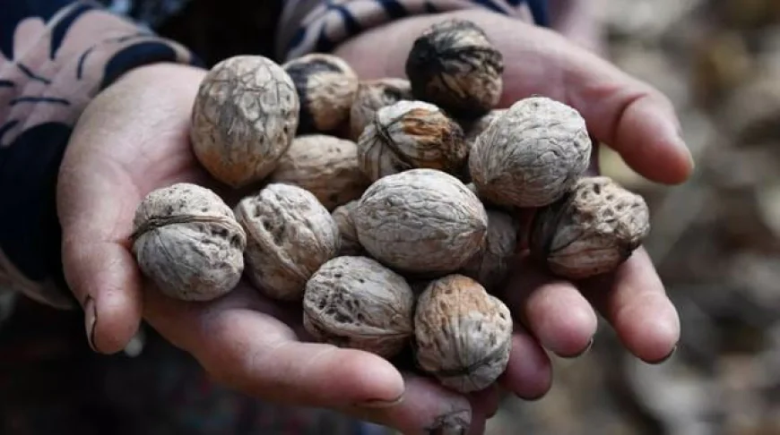 World’s Largest Natural Walnut Forest Shrinks in Kyrgyzstan
