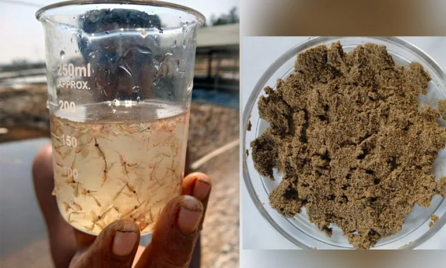 New prospects in fisheries: CU introduces integrated Artemia–salt cultivation