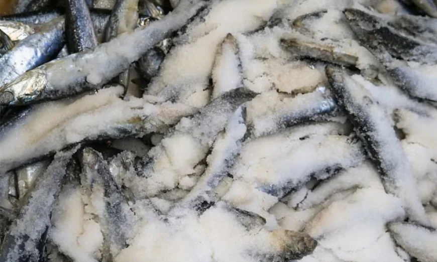 BB clarifies gross-weight rules for frozen fish export subsidies