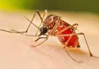 One Dies of Dengue, 240 New Cases Reported Overnight