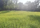 Dinajpur Surpasses Mustard Cultivation Target, Bumper Harvest Expected