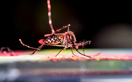 Chikungunya and Dengue Claim 21 Children’s Lives in Crisis-Hit Cuba