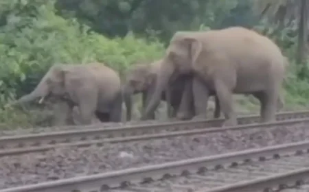 Seven Elephants Lost in Railway Accident in India