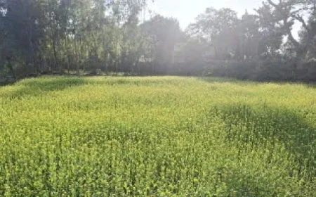 Dinajpur Surpasses Mustard Cultivation Target, Bumper Harvest Expected