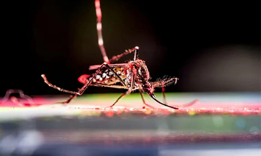 Chikungunya and Dengue Claim 21 Children’s Lives in Crisis-Hit Cuba