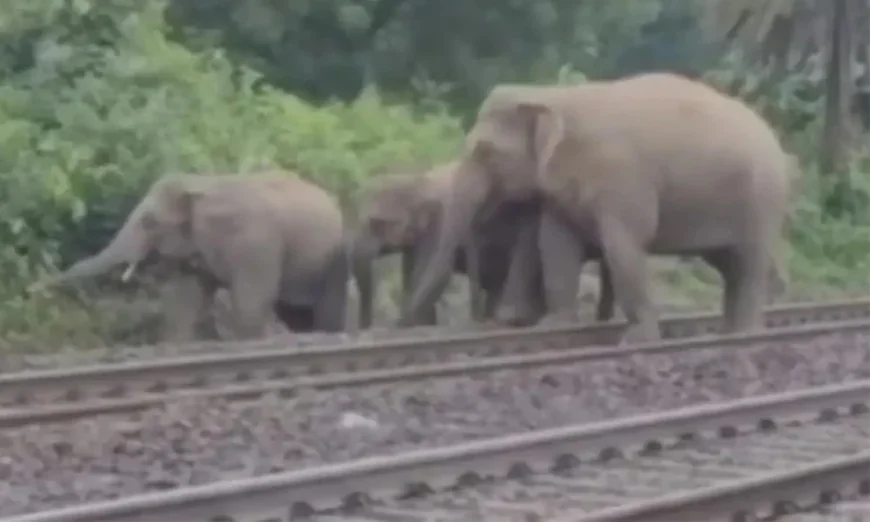 Seven Elephants Lost in Railway Accident in India