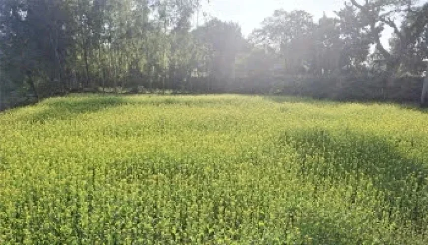 Dinajpur Surpasses Mustard Cultivation Target, Bumper Harvest Expected