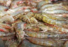 Import of Fry Suspended in Vannamei Shrimp Farming
