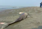 Another dead dolphin found on Kuakata beach