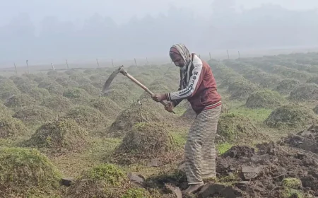 Panchagarh Shivers as Temperature Hits Season’s Low of 6.8°C
