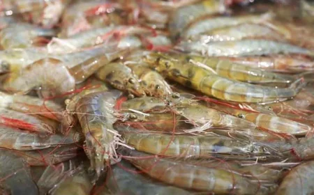 Import of Fry Suspended in Vannamei Shrimp Farming