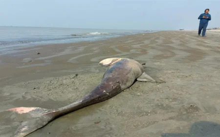 Another dead dolphin found on Kuakata beach