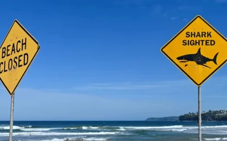 Shark Mauls Surfer in Sydney, Third Attack in Two Days