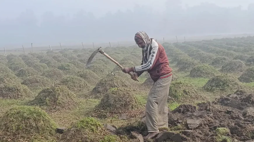 Panchagarh Shivers as Temperature Hits Season’s Low of 6.8°C