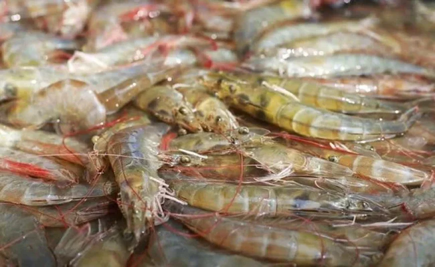 Import of Fry Suspended in Vannamei Shrimp Farming