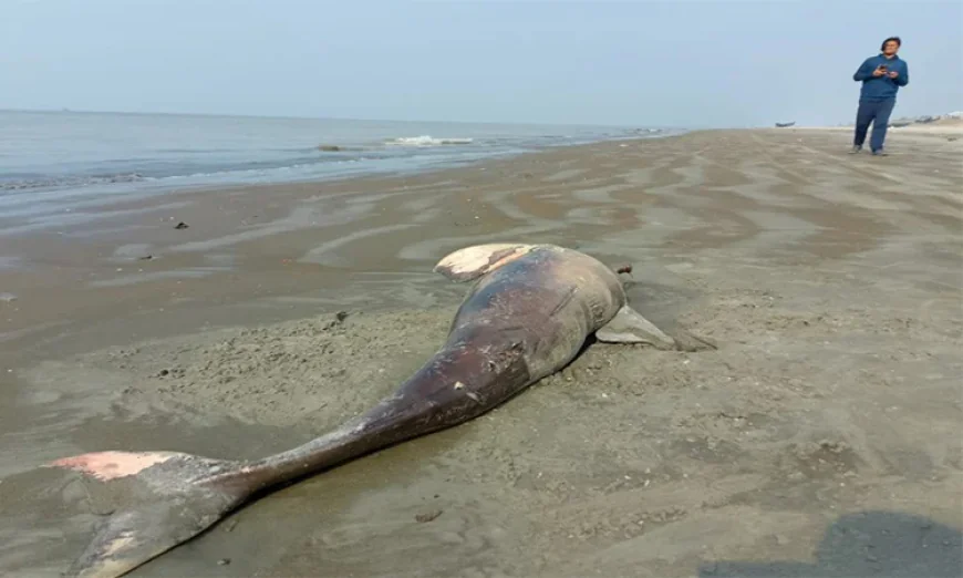 Another dead dolphin found on Kuakata beach