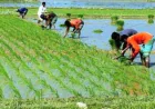 Dinajpur farmers transplant IRRI-Boro seedlings with hopes of bumper harvest