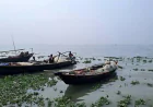 Fishing ban imposed in Padma-Meghna to protect Hilsa