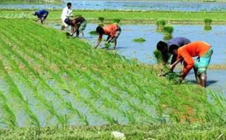 Dinajpur farmers transplant IRRI-Boro seedlings with hopes of bumper harvest