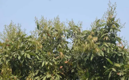 Litchi trees in bloom, hopes for good harvest in Rajshahi