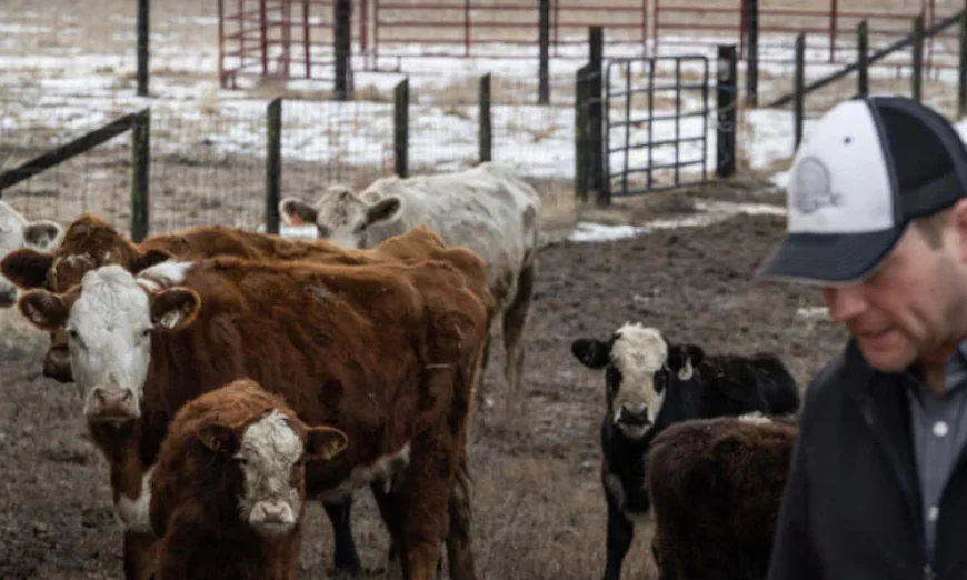 US cattle farmers caught between high costs and weary consumers
