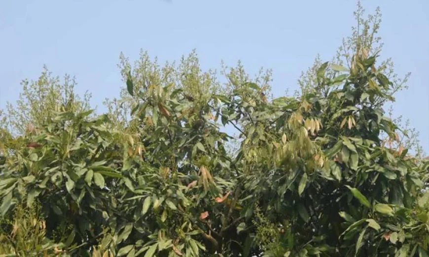 Litchi trees in bloom, hopes for good harvest in Rajshahi