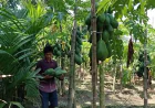 Khagrachhari farmers thrive as papaya farming brings economic change