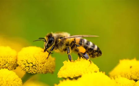 Bees declining in Meherpur due to pesticides; risking mango, litchi yield