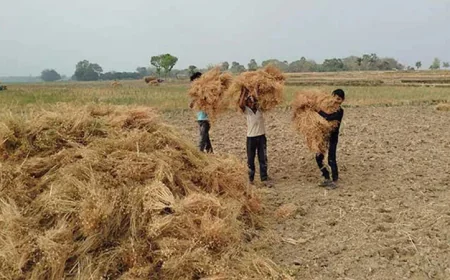 Lentil cultivation brings bumper yield, better returns for Barind farmers