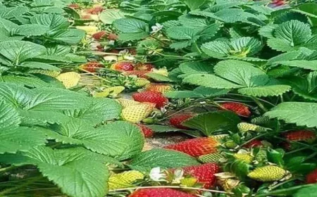 Farmers in Rajshahi turning to strawberry cultivation