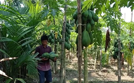 Khagrachhari farmers thrive as papaya farming brings economic change
