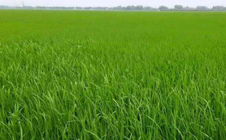 Dinajpur likely to see bumper iri-boro paddy harvest