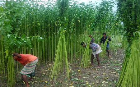 3800 farmers to receive jute cultivation incentives in Jamalpur