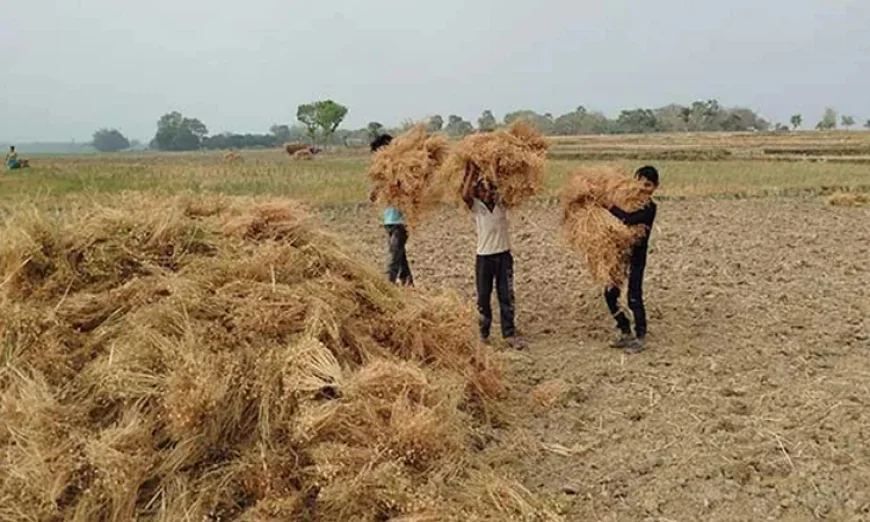Lentil cultivation brings bumper yield, better returns for Barind farmers