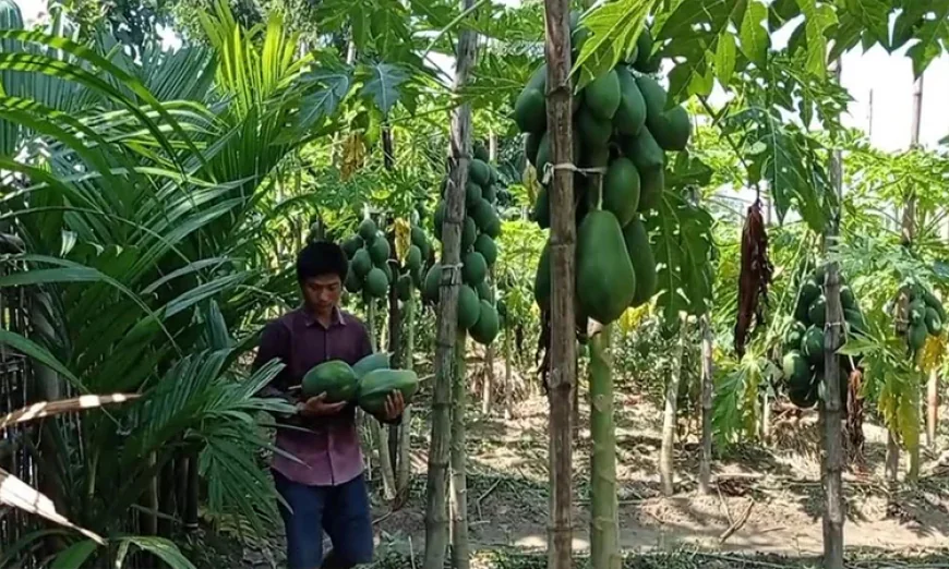 Khagrachhari farmers thrive as papaya farming brings economic change