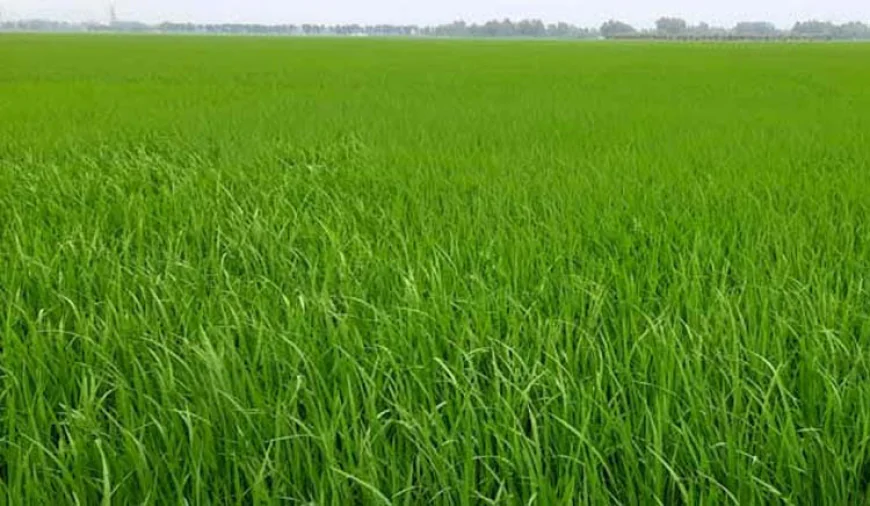 Dinajpur likely to see bumper iri-boro paddy harvest