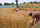 Farmers happy with wheat yield in Rajshahi