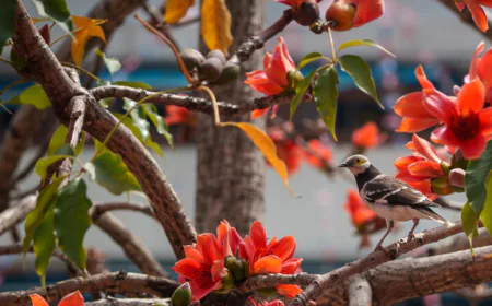 Hong Kong's 'hero trees' lose their glory as climate warms