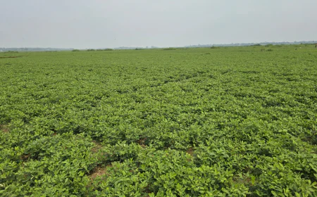 Groundnut cultivation expands rapidly in Narsingdi’s char areas