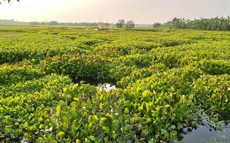 Illegal pond digging worsens waterlogging in Bagha wetlands