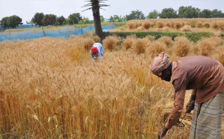 Farmers happy with wheat yield in Rajshahi