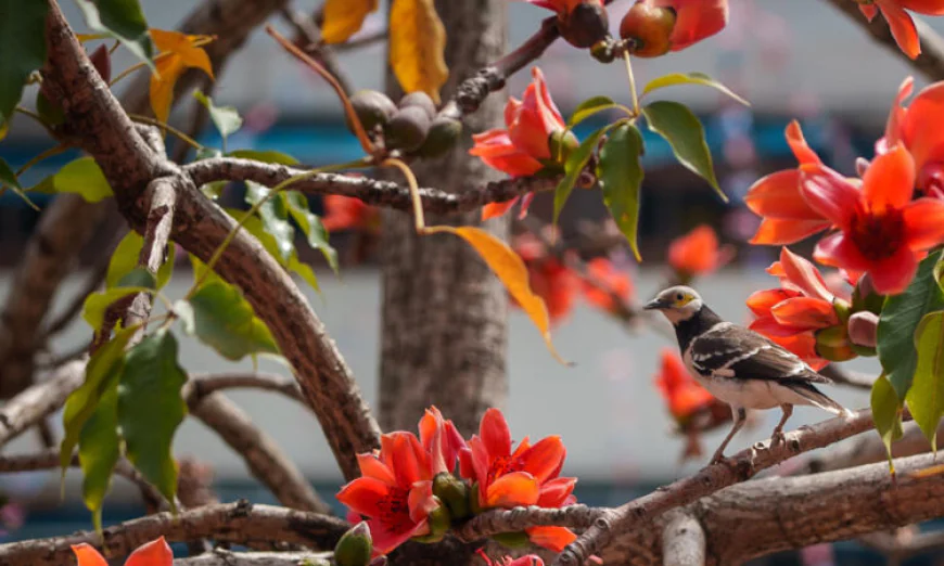 Hong Kong's 'hero trees' lose their glory as climate warms