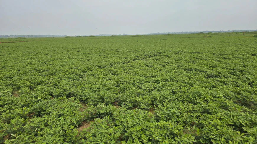 Groundnut cultivation expands rapidly in Narsingdi’s char areas