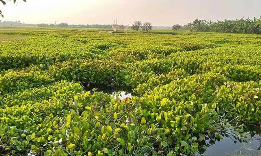 Illegal pond digging worsens waterlogging in Bagha wetlands