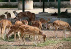Rajshahi Botanical Garden likely to become 'Rajshahi Bird Park'