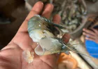 Mobile court fines trader for injecting jelly into shrimp in Narsingdi