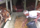 Livestock supply exceeds demand in Lakshmipur ahead of Eid
