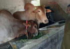 Gigantic bulls 'Simba', 'Lalu' draw crowds at Rajshahi cattle farm ahead of Eid-ul-Azha