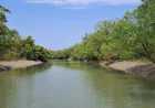 377 deer poachers arrested in one year in the Sundarbans